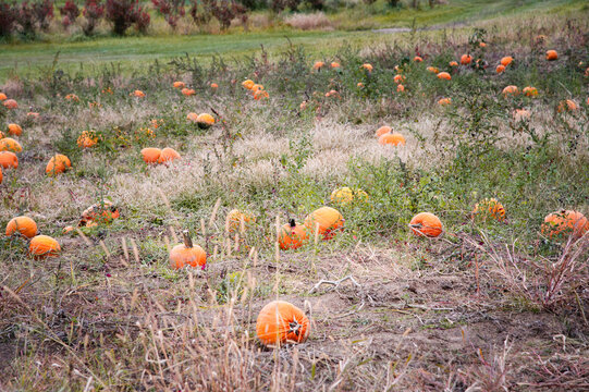Orange pumpkins in a field, pumpkin patch in autumn