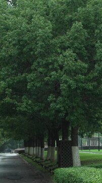 Dense lush green tree on rainy day