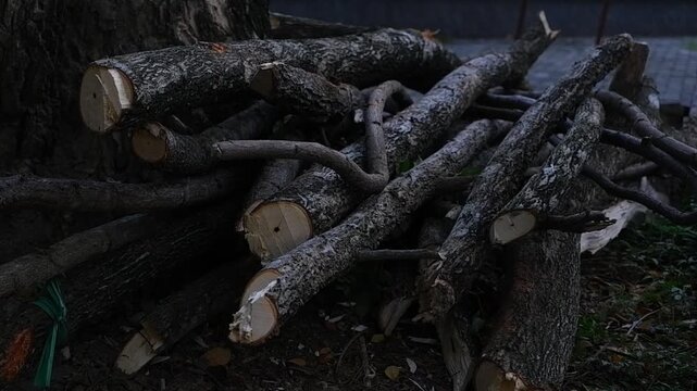 Freshly Cut Wooden Logs Prepared for Lumber and Firewood