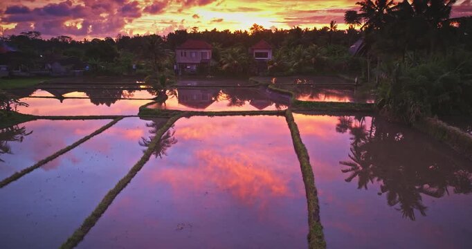 Bali island's flooded rice fields reflecting the vibrant purple and orange sunset sky, with houses and palm trees silhouetted against horizon, creating a peaceful tropical evening landscape panorama