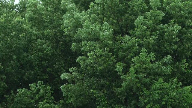 Dense lush green tree on rainy day