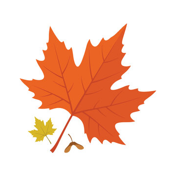 This vector art depicts a large autumn orange maple leaf alongside a smaller yellow leaf and a brown winged seed on a plain white background.