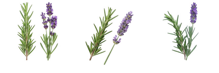 Fototapeta premium Fresh rosemary and lavender herb sprigs set isolated on transparent background, aromatic plants aromatherapy culinary ingredient vector style PNG graphic design element
