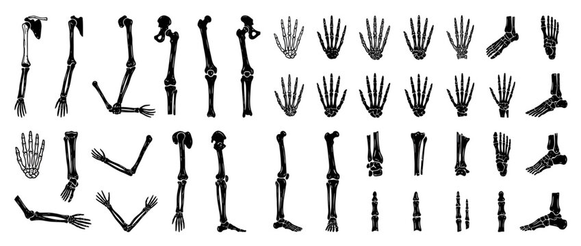 Anatomical Skeleton Parts Illustration