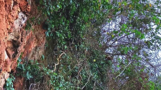 Dense Tropical Forest Canopy with Sunlight Filtering Through with monkey in trees in HD