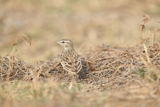 The greater short-toed lark (Calandrella brachydactyla) is a small passerine bird.  This photo was taken in North India.