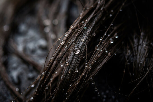 Water droplets clinging to dark wet hair strands macro close up