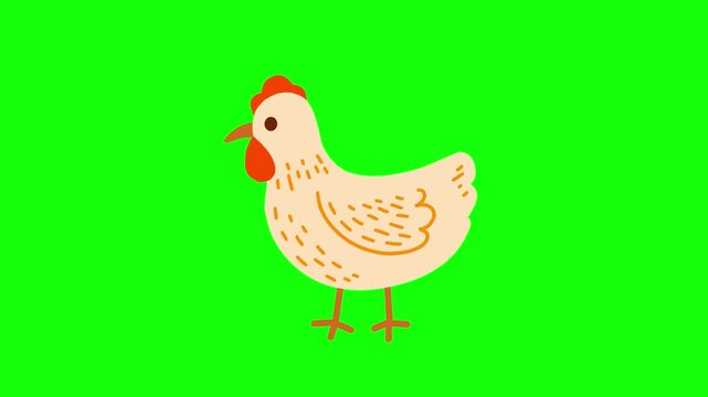 4K motion graphics transition animation of hen on chroma key green screen background.