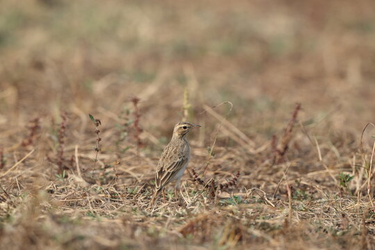 The paddyfield pipit or Oriental pipit (Anthus rufulus waitei) is a small passerine bird in the pipit and wagtail family. This photo was taken in West India.