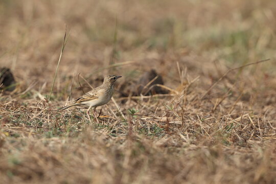 The paddyfield pipit or Oriental pipit (Anthus rufulus waitei) is a small passerine bird in the pipit and wagtail family. This photo was taken in West India.