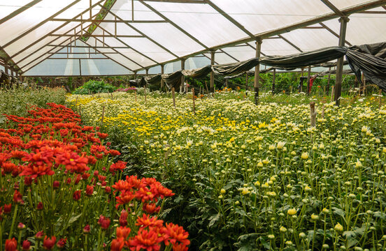 Chrysanthemum Greenhouse in Pil&otilde;es Para&iacute;ba Brazil 17 May 2005