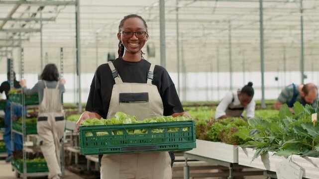 Professional portrait of organic food grower showing crate with fresh lettuce production prepared for delivery, showing professional greenhouse work and organic farming inside a hydroponic farm.