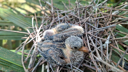 High angle shot of a young baby bird resting inside a rustic nest made of dry wooden twigs in a natural outdoor environment. © Bendy Moe