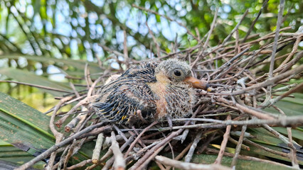Side profile photo of a newborn pigeon chick sitting inside a carefully constructed twig nest outdoors surrounded by natural green foliage. © Bendy Moe