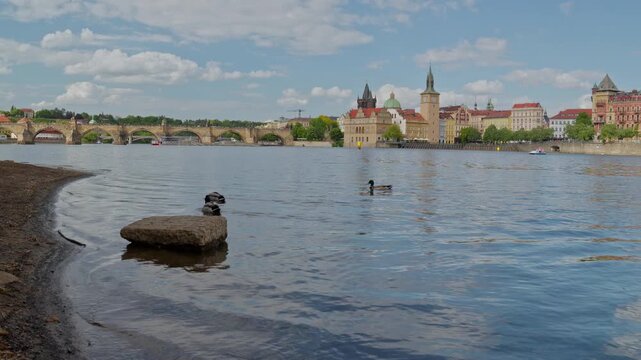 ducks swimming in Vltava River with view of Charles Bridge and Prague Old Town architecture, Czech Republic.