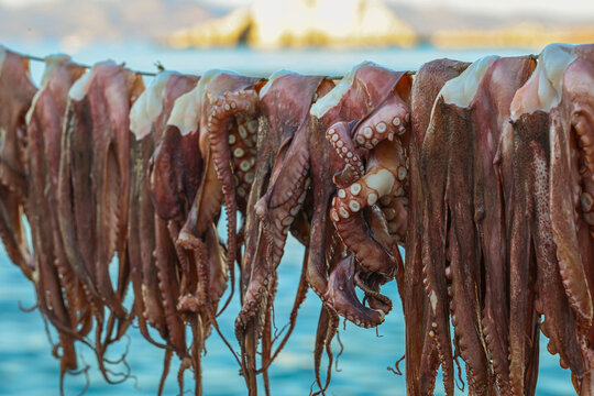 Fresh octopus hanging to dry in the sun along the coast of Milos, Greece &mdash; a traditional Mediterranean culinary practice.