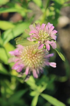 Lemon bee balm wildflowers in Niles, Illinois