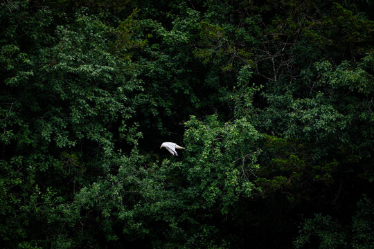 seagull flying greenery 
