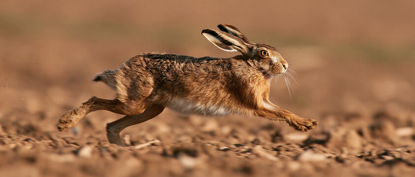 Running brown hare leveret in springtime grassland field wild wildlife photography