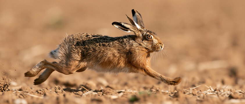 European hare running in spring field outdoors fast energetic motion wildlife photography