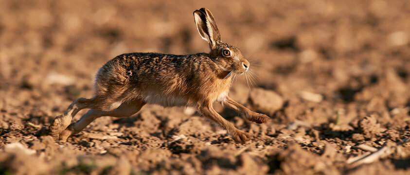 Wild brown hare running fast in spring grassland at dusk, wild animal wildlife photography of ears and movement