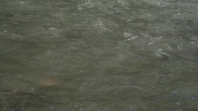 Close view of muddy green river water flowing with ripples and small foam patches