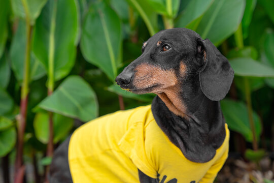 Black and tan dachshund dog in bright yellow shirt standing in profile among lush tropical green plants, pet tourist summer travel exotic vacation concept