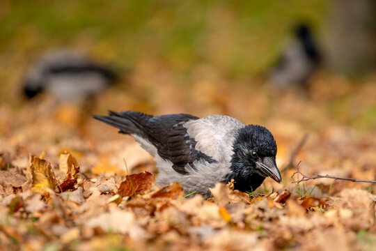 Grey and black hooded crow foraging on a forest floor blanketed with golden brown autumn leaves