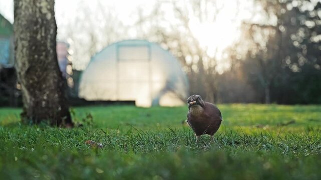 Eurasian Jay Holding Seed in Garden During Snowless December in Latvia