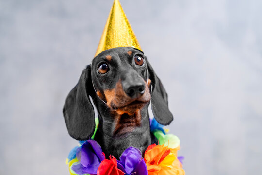 Black and tan dachshund dog in golden party hat and vivid flower lei with wide joyful gaze on grey background, excited pet birthday celebration concept
