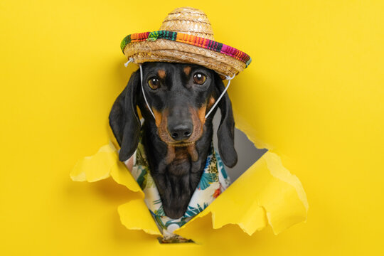 Black dachshund dog in straw sombrero and hawaiian shirt breaking through torn yellow paper hole, pet tourist peeking through bright background, summer vacation concept for travel banner. 