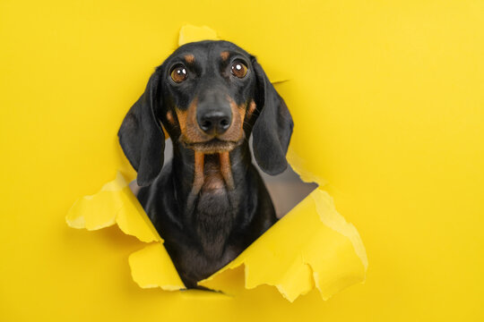 Black dachshund dog with clever look breaking through torn yellow paper hole, smart pet portrait peeking through bright background, intelligent dog concept for creative banner. 