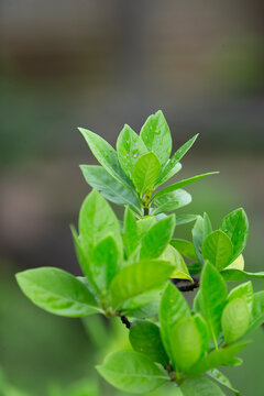 Fresh green leaves with raindrops growing on a branch close up.A beautiful close-up shot of fresh, vibrant green leaves covered with tiny raindrops after rain. The image highlights the natural growth