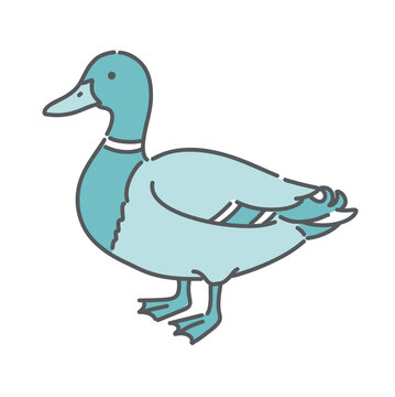 鴨（カモ）のシンプルな全身イラスト
