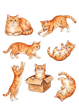 Playful orange tabby cat watercolor clipart set sitting in cardboard box, stretching, and rolling
