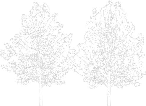 Two distinct deciduous trees drawn in thin lines isolated on a transparent background for design projects