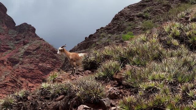 Funny brown and white wild goat looking at camera and turning its head on a rocky mountain slope in Salta, Argentina. Cloudy day, gloomy weather. Concept of wilderness and travel