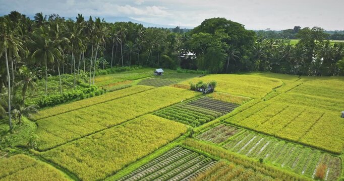 Lush green rice paddies and tropical palm trees surrounding historic Balinese temple compound, illustrating traditional agriculture and cultural heritage on Bali island, Indonesia. Aerial drone flight