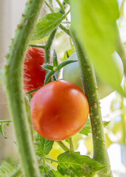 A vibrant red tomato hangs on its vine, surrounded by lush green leaves. The sunlight gently filters through, highlighting its fresh texture.