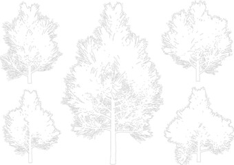 Five coniferous pine tree silhouettes line art isolated on transparent background for forest design concepts © NT VIDEO