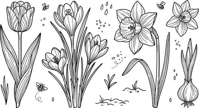 Hand drawn spring flowers collection featuring tulip crocus daffodil narcissus bulb and flying bees engraving style vector illustration
