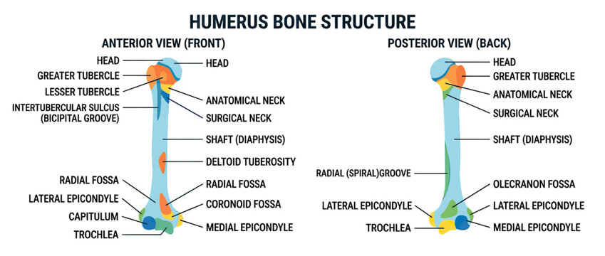 Anatomy of the Humerus Bone: Anterior and Posterior Views