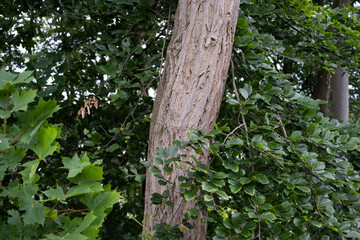 Fototapeta premium Vertical view of mature tree surrounded by lush foliage and dappled light