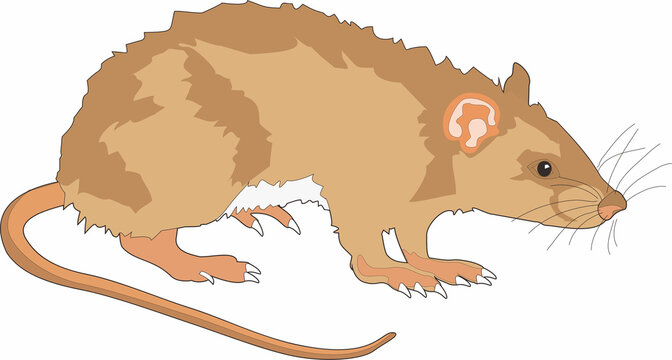 Simple rat vector illustration isolated on a white background.
