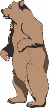 Standing bear vector illustration isolated on a white background.
