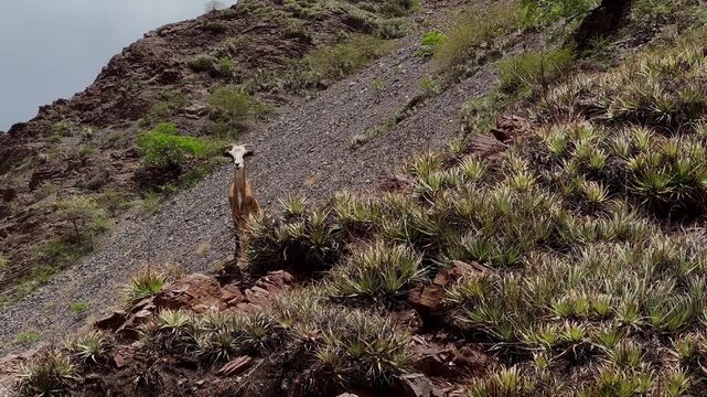 Funny brown and white wild goat looking at camera and walking on a rocky mountain slope in Salta, Argentina. Cloudy day, gloomy weather. Concept of wilderness and travel