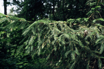 Evergreen branch detail in forest © jr-art