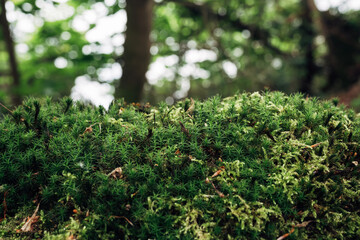 Fototapeta premium Vibrant moss carpet in woodland setting