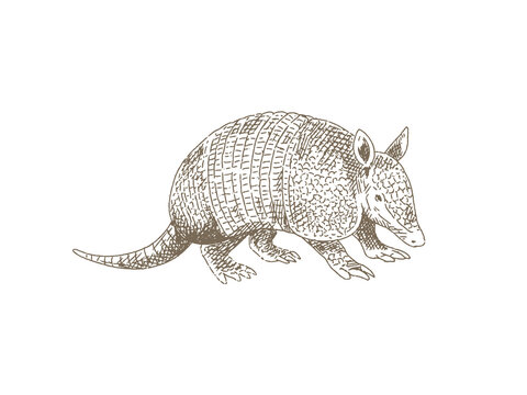 Hand Drawn Armadillo Illustration, Vintage Engraving Style