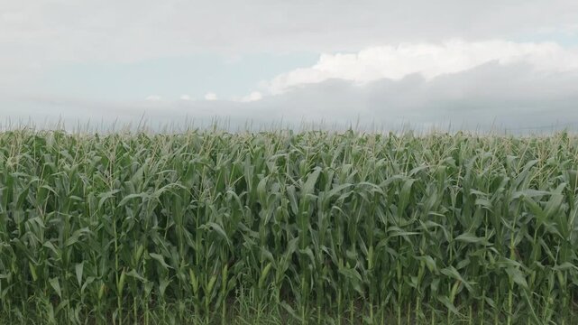 北海道のとうもろこし畑
